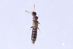Anomognathus cuspidatus