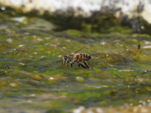 Western Honey Bee