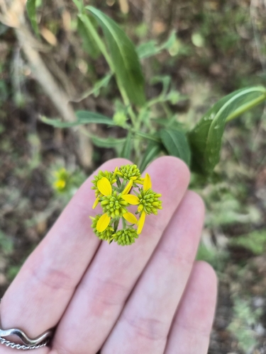Wingstem