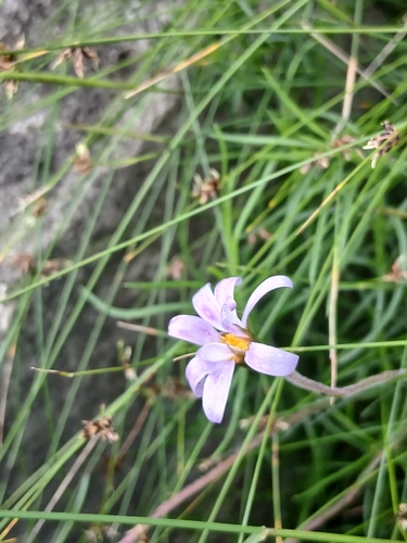 Zyrphelis taxifolia, 2026-09-19