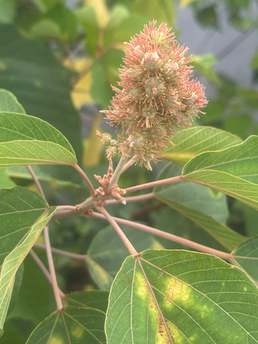 Mallotus japonicus, photograph 2