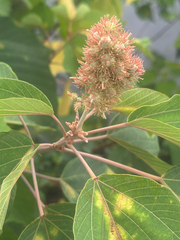 Mallotus japonicus, photograph (c) 岸本年郎, some rights reserved (CC BY)