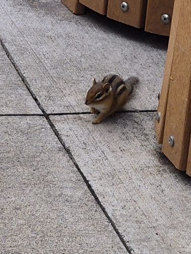 Eastern Chipmunk