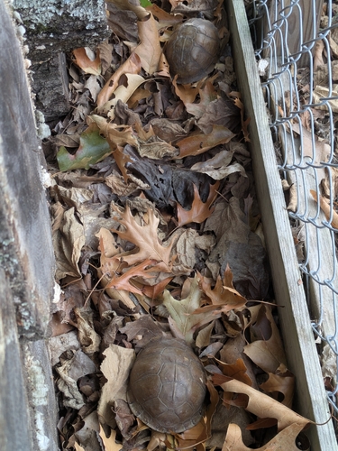 Three-toed Box Turtle