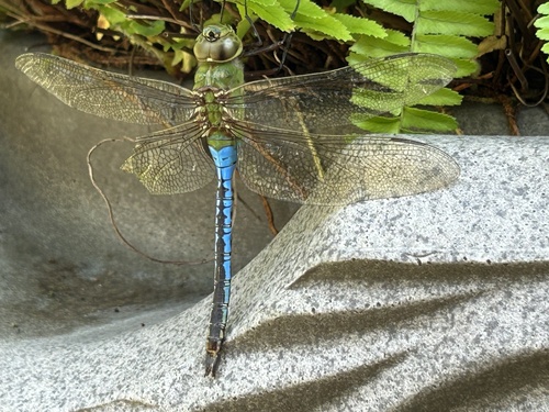 Common Green Darner