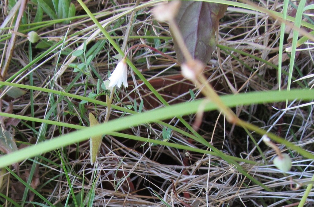 Autumn snowflake (Acis autumnalis)