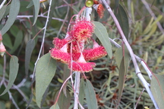 Eucalyptus caesia