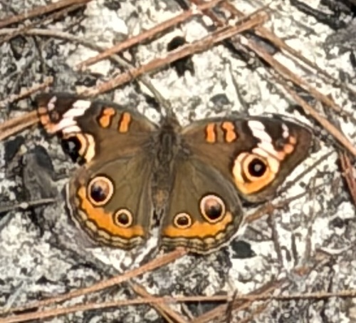 Common Buckeye
