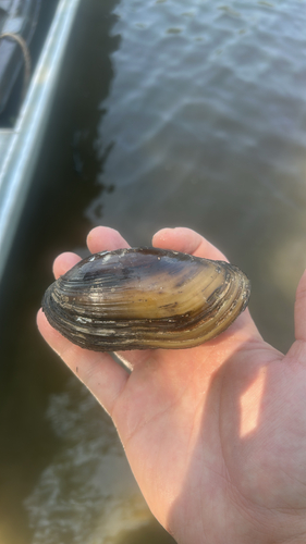 Yellow Sandshell