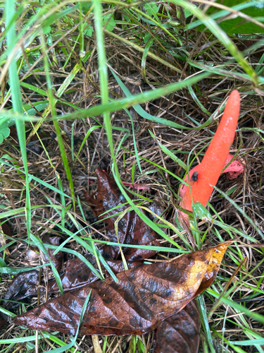 devil's dipstick