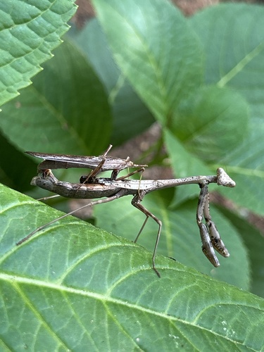 Carolina Mantis