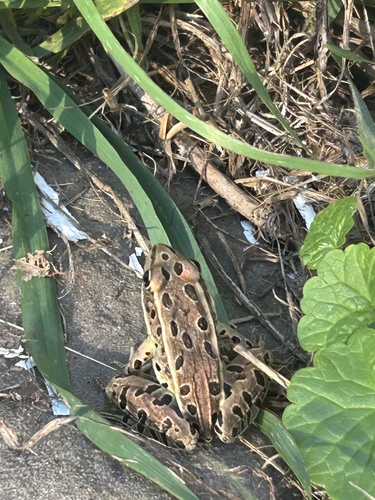 Northern Leopard Frog