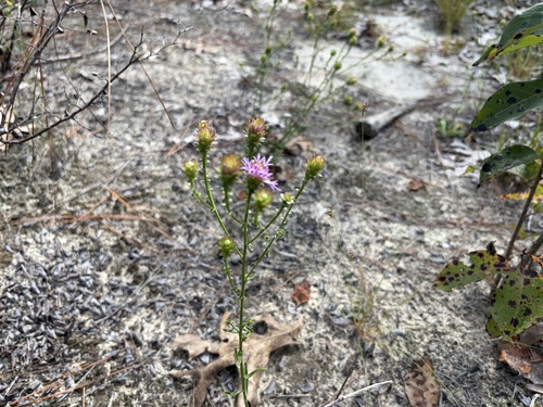 Sandywoods Chaffhead