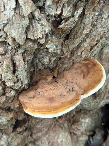 Ganoderma lobatum