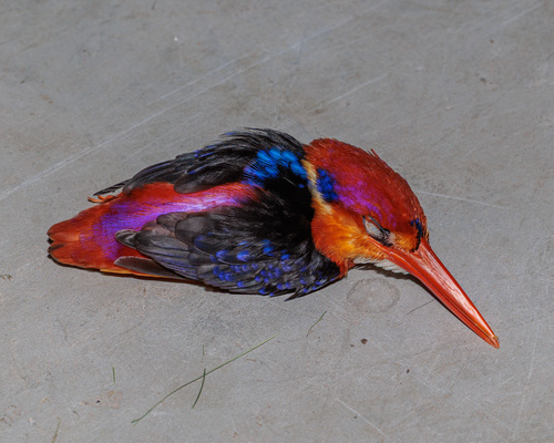 Black-backed Dwarf Kingfisher