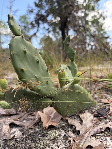 Southeastern Pricklypear