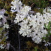 Pulchrocladia retipora - Photo (c) Anita363, μερικά δικαιώματα διατηρούνται (CC BY-NC), uploaded by Anita