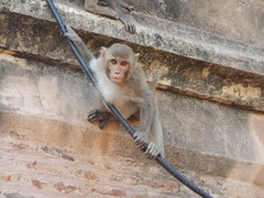 Macaca mulatta