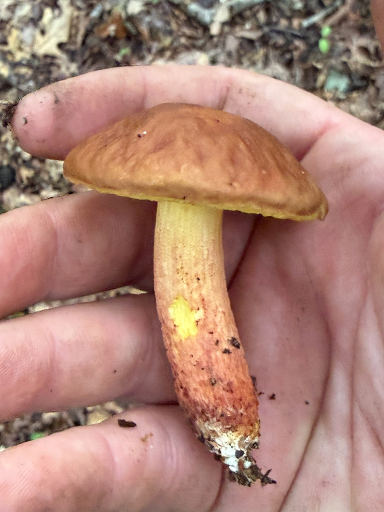 Ashtray Bolete · September 2026 · photo: Photo: (c) David LaMagna, some rights reserved (CC BY) · iNaturalist