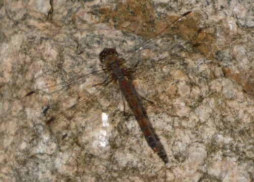 Common Darter
