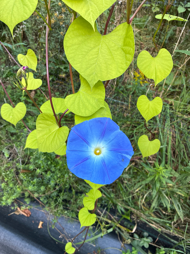 Garden Morning Glory