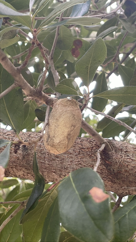 Polyphemus Moth