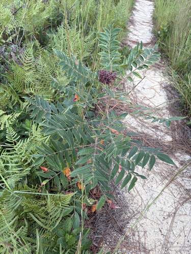 shining sumac
