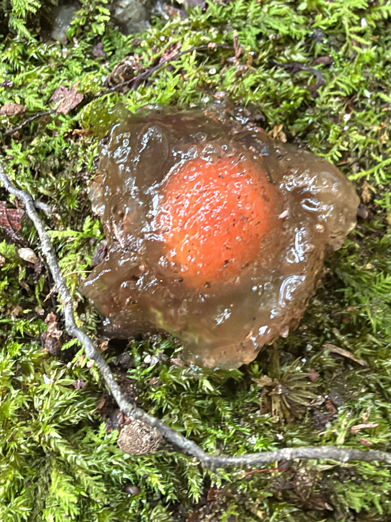 stalked puffball-in-aspic · September 2026 · photo: Photo: (c) Sawyer Baran, some rights reserved (CC BY) · iNaturalist