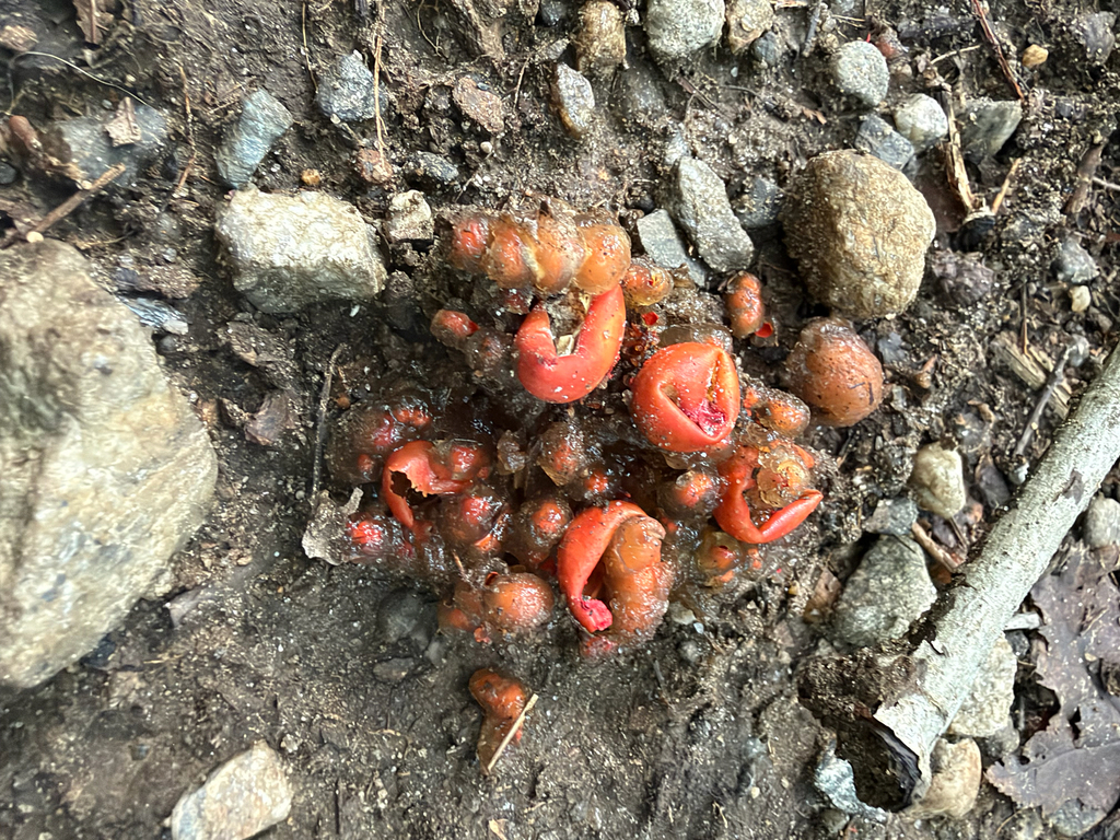 stalked puffball-in-aspic · September 2026 · photo: Photo: (c) Sawyer Baran, some rights reserved (CC BY) · iNaturalist