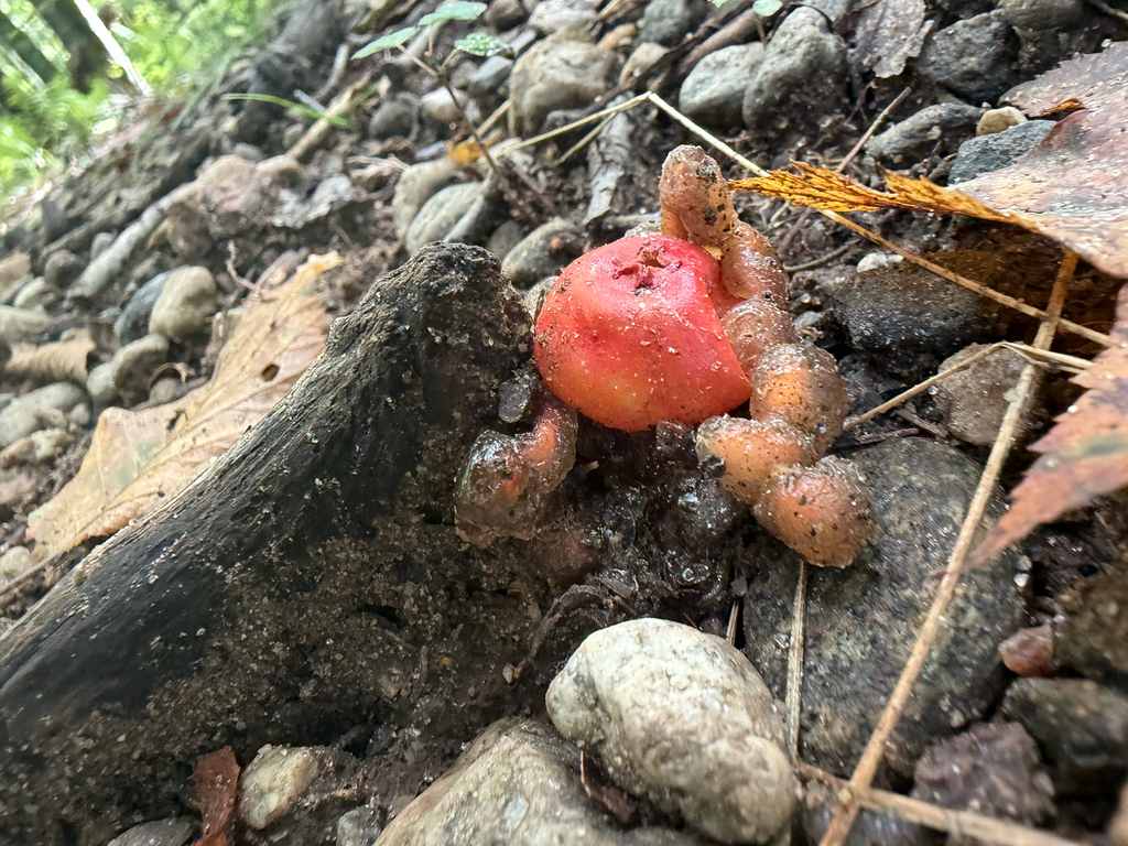 stalked puffball-in-aspic · September 2026 · photo: Photo: (c) Sawyer Baran, some rights reserved (CC BY) · iNaturalist