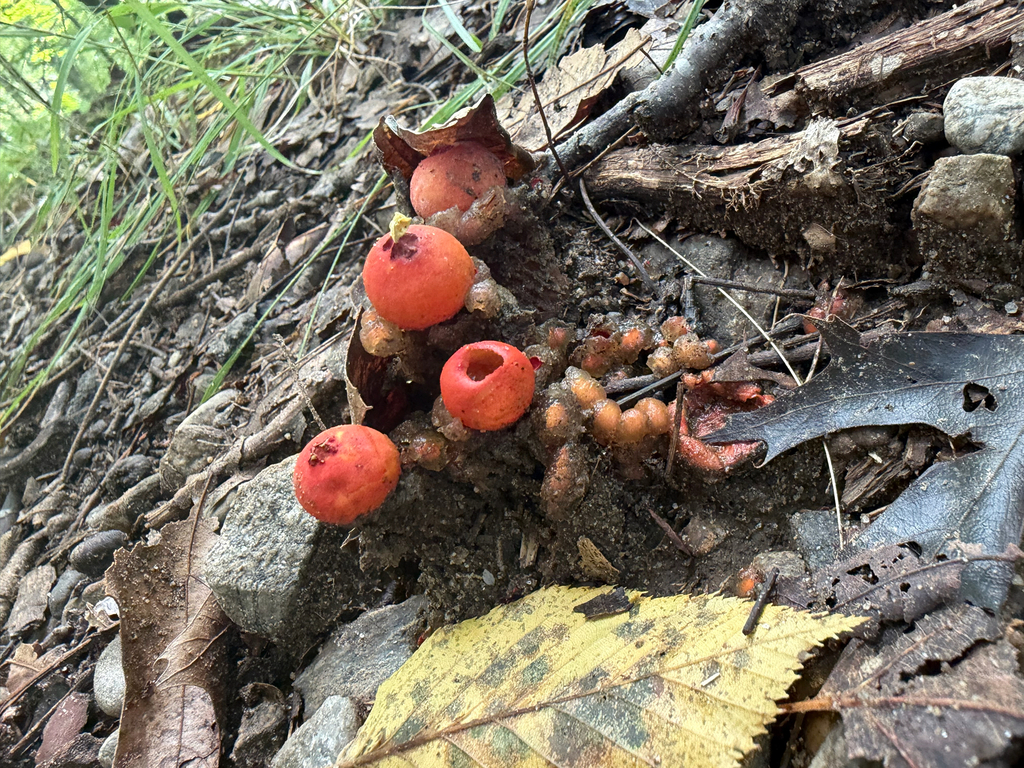 stalked puffball-in-aspic · September 2026 · photo: Photo: (c) Sawyer Baran, some rights reserved (CC BY) · iNaturalist