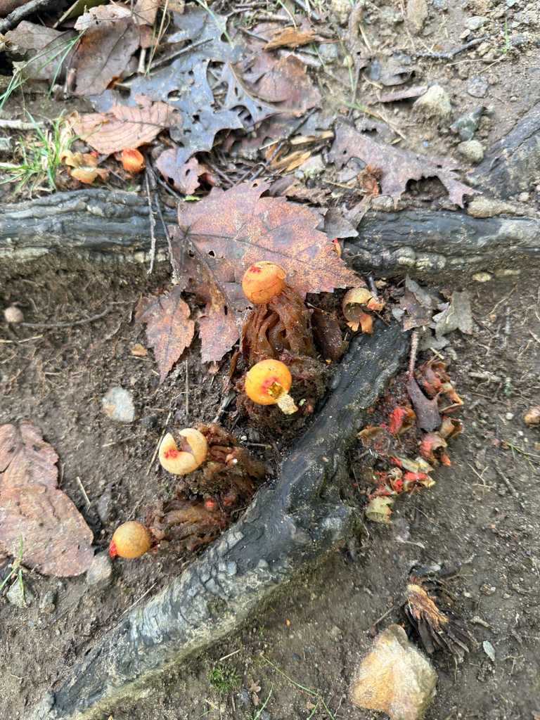 stalked puffball-in-aspic · September 2026 · photo: Photo: (c) Sawyer Baran, some rights reserved (CC BY) · iNaturalist