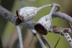 Eucalyptus caesia