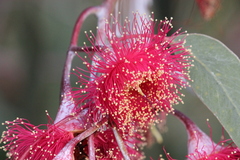 Eucalyptus caesia