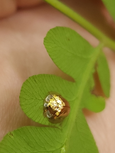 Golden Tortoise Beetle
