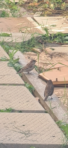 House Sparrow