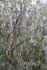 Eucalyptus caesia