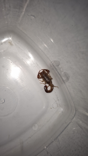 Intermediate Scorpion