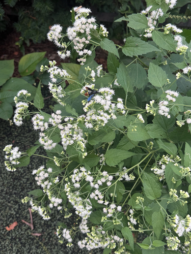 Blue-winged Scoliid Wasp