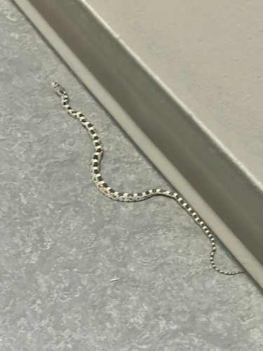 Central Ratsnake
