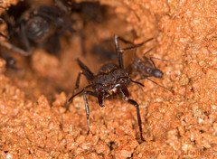 Atta insularis