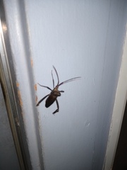 Acanthocephala declivis