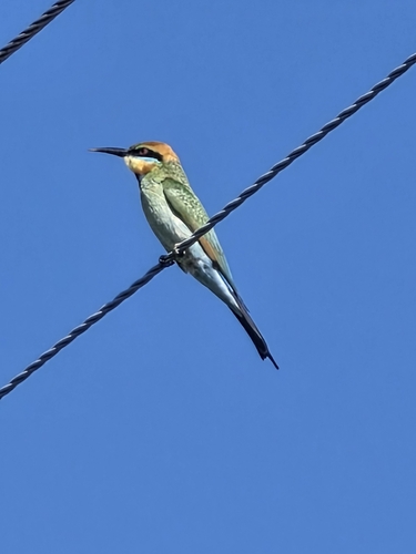 Rainbow Bee-eater