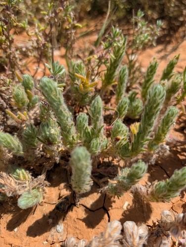 Sclerolaena brachyptera, 2026-09-19