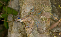 Anolis bartschi