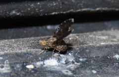 Trypetisoma sticticum