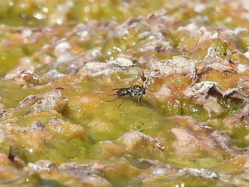 Tachytrechus angustipennis