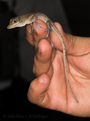 Anolis bartschi