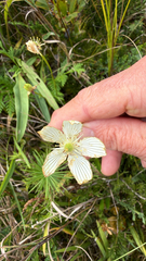 Parnassia glauca, photograph author not stated, no rights reserved