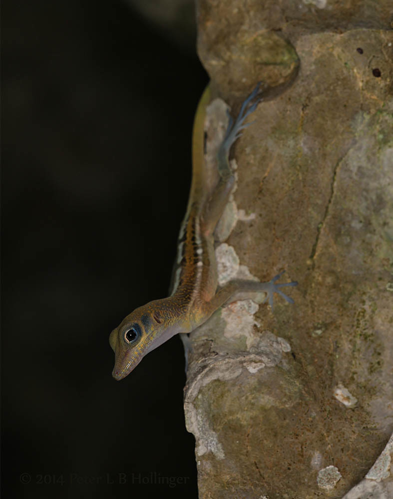 West Cuban Anole